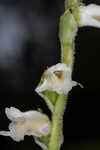 Texas lady's tresses